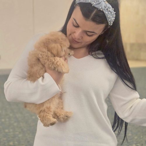 Glow - F Maltipoo Puppy - BPPP Litter --_