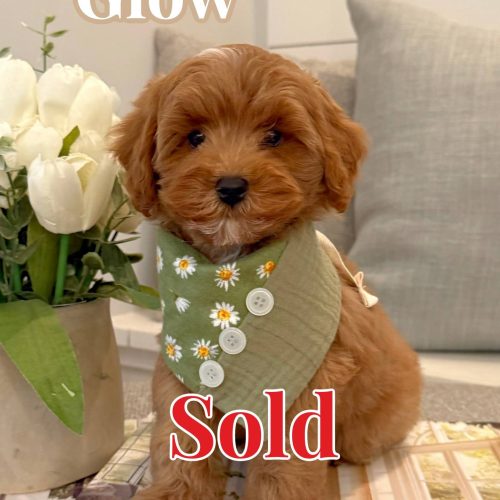 Glow - Teddy Bear Red White Male FB Tiny Toy Maltipoo - BPPP - Forever Home in New Orleans LA