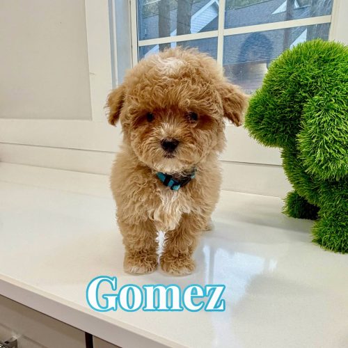 Gomez - FB Maltipoo Puppy - BPPP Litter --_