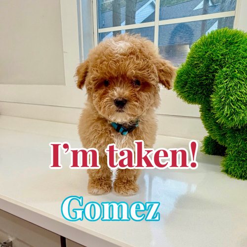 Gomez - Forever Home in Shelby Township- MI