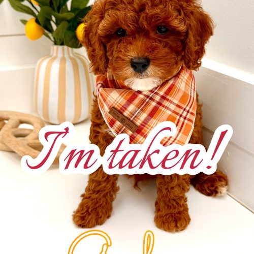 Goofy - FB Cavapoo Puppy - PPP Litter -- - Forever Home in Chattanooga- TN