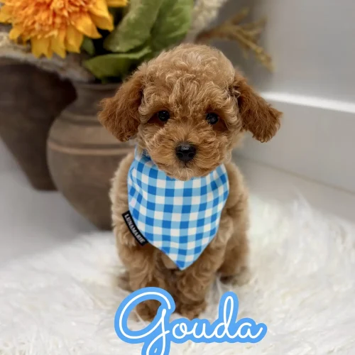 Gouda - FBB Toy Goldendoodle Puppy - Litter --_