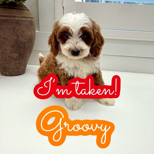 Groovy - FB Cavapoo Puppy - Litter --_Forever Home in Staten Island NY