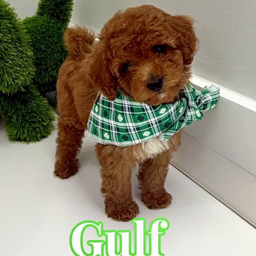 Gulf - FBB Cavapoo Puppy - BPPP Litter --_