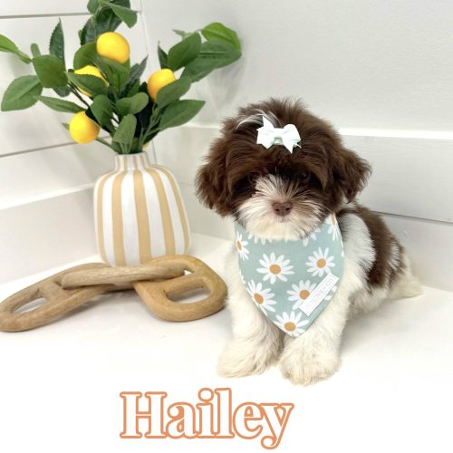 Hailey - F Shihpoo Puppy - BPPP Litter --_