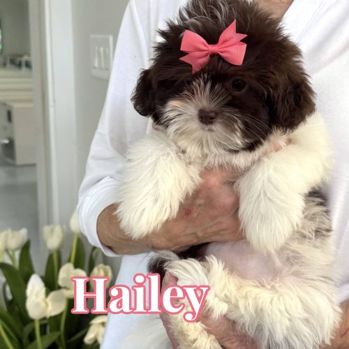 Hailey – F1 Shihpoo Puppy – BPPP Litter 6-3-25_01_2_01 Hailey - F Shihpoo Puppy - BPPP Litter --___