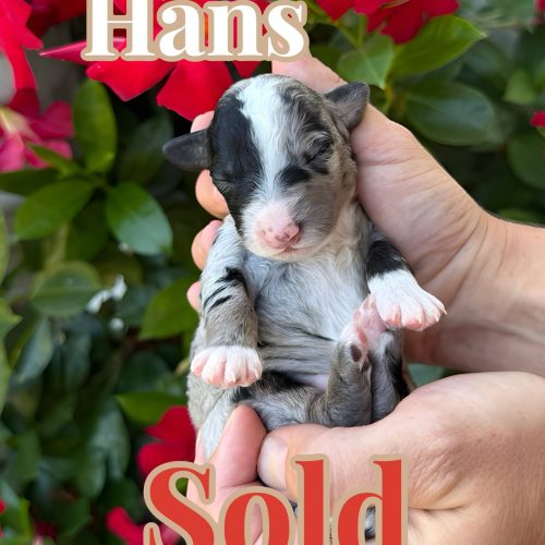 Hans - Blue Merle w- White Sock Feet Color Male CKC FBB Toy Micro Bernedoodle - Forever Home in Hattiesburg- MS