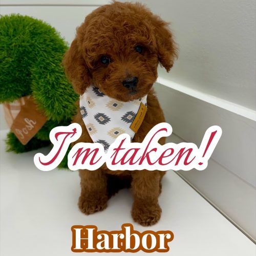 Harbor - FBB Cavapoo Puppy - BPPP Litter -- - Forever Home in Brooklyn- NY