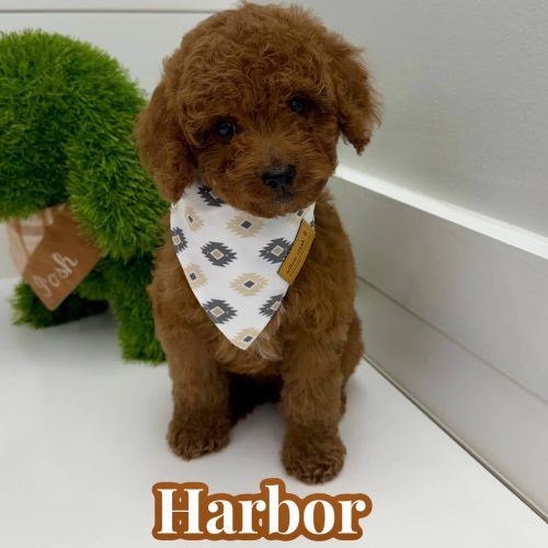 Harbor - FBB Cavapoo Puppy - BPPP Litter --_
