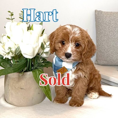 Hart - F Cavapoo Puppy - BPPP - Forever Home in Leesburg- VA