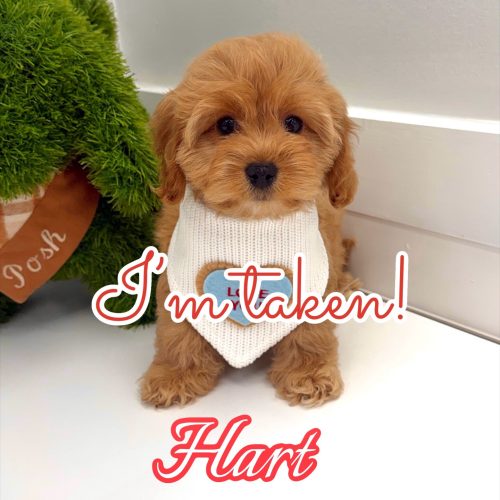 Hart - F Cavapoo Puppy - BPPP Litter --_ - Forever Home in Edina- MN