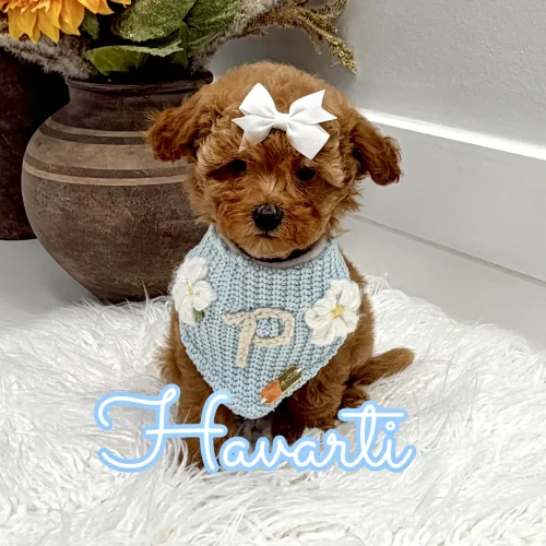 Havarti - FBB Toy Goldendoodle Puppy - Litter --_