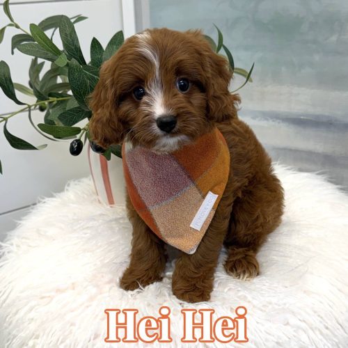 Hei Hei - F Cavapoo Puppy - BPPP Litter --_