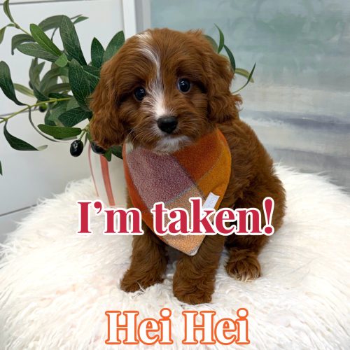 Hei Hei - F Cavapoo Puppy - BPPP Litter --_Forever Home in Miami- FL