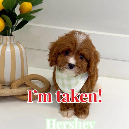 Hershey - F Cavapoo Puppy - BPPP Litter --_Forever Home in Miami Beach- FL