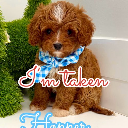 Hopper - F Cavapoo Puppy - BPPP Litter -- - Forever Home in Dallas- TX