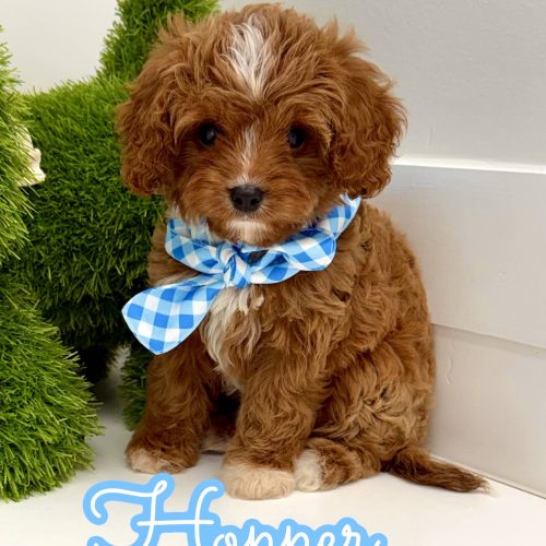 Hopper - F Cavapoo Puppy - BPPP Litter --_