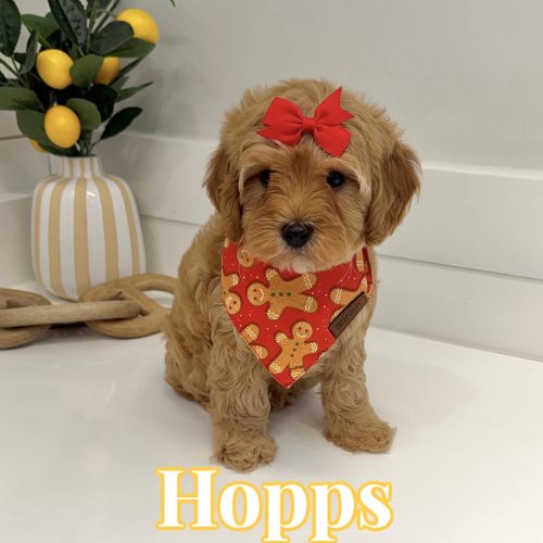 Hopps - FB Cavapoo Puppy - BPPP Litter --_