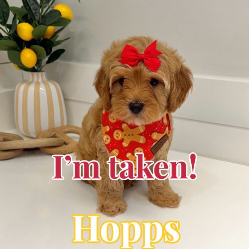 Hopps - FB Cavapoo Puppy - BPPP Litter --_Forever Home in Bogart- Ga