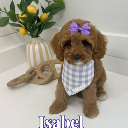 Isabel - F Cavapoo Puppy - BPPP Litter --_