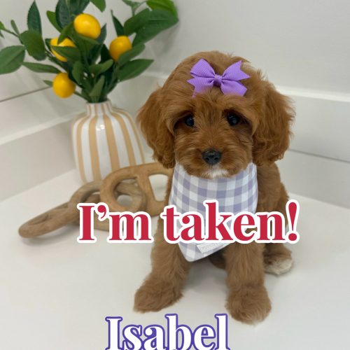 Isabel - F Cavapoo Puppy - BPPP Litter --_Hendersonville- TN