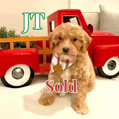 JT - Male FB Cavapoo - BPPP - Forever Home in Orland- FL