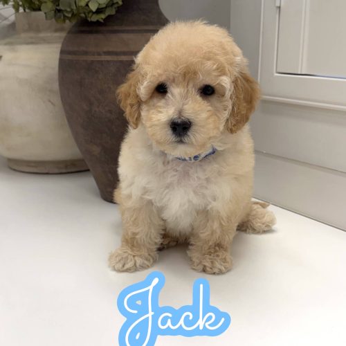 Jack - F Maltipoo Puppy - Litter --_