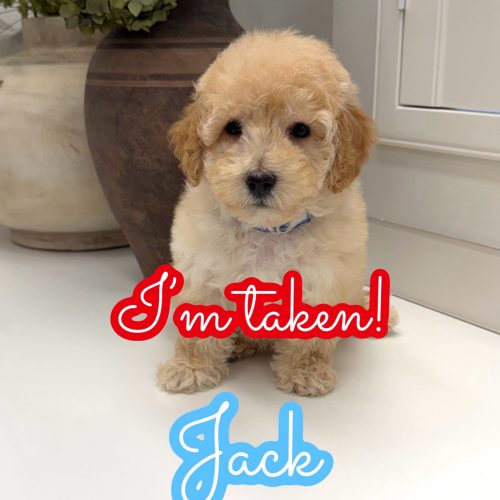 Jack - F Maltipoo Puppy - Litter --_Forever Home in Marietta- GA