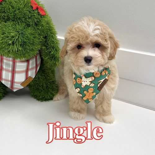 Jingle - F Maltipoo Puppy - BPPP Litter --