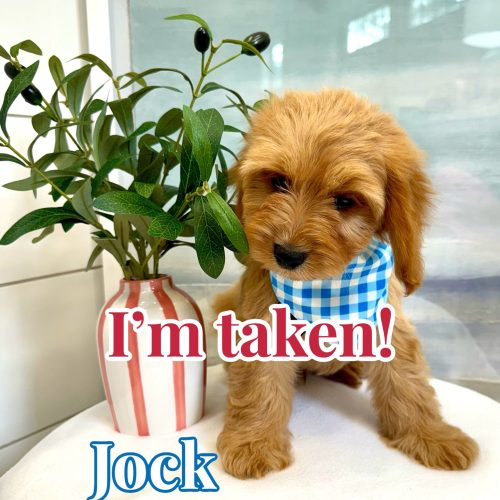 Jock - F Cavapoo - BPPP Litter -- - Forever Home in Seattle- WA