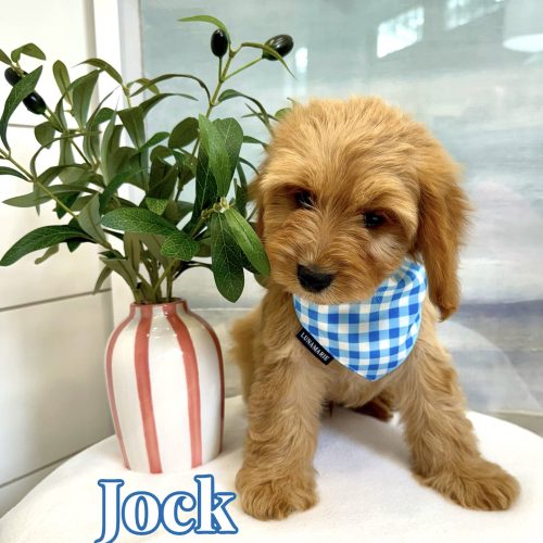 Jock - F Cavapoo - BPPP Litter --