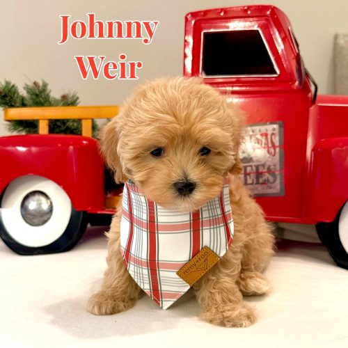 Johnny Weir - Apricot Male F Maltipoo - BPPP