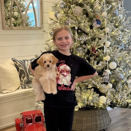 Jolly - F Maltipoo Puppy - BPPP Litter --_Forever Home in Milton GA_