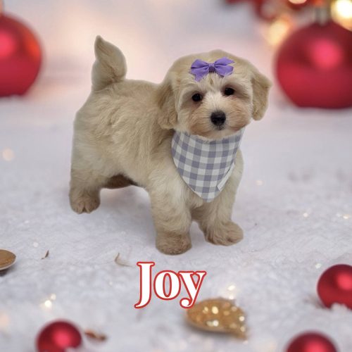 Joy - F Maltipoo Puppy - BPPP Litter --