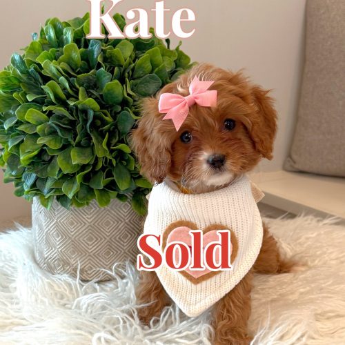 Kate - F Cavapoo Puppy - BPPP Litter --_Forever Home in Brewster- NY