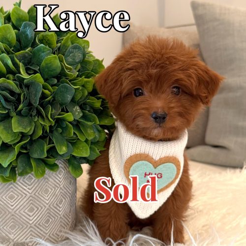 Kayce - Male CKC FB Toy Mini Goldendoodle_Forever Home in Falmouth ME