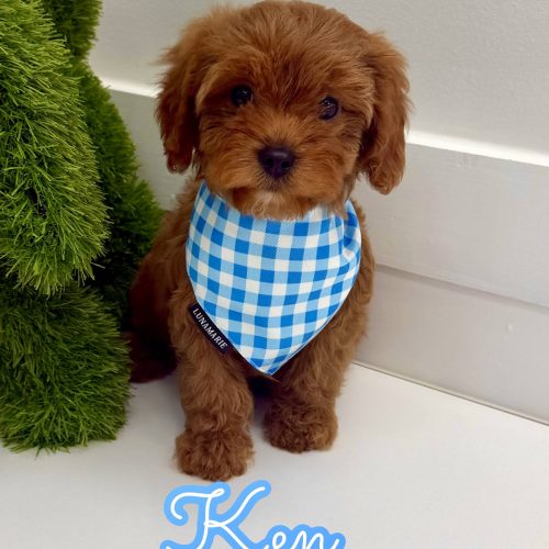 Ken - F Cavapoo Puppy - BPPP Litter --_