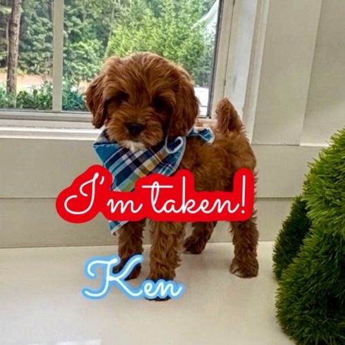Ken - F Cavapoo Puppy - Litter -- - Forever Home in Miami- FL