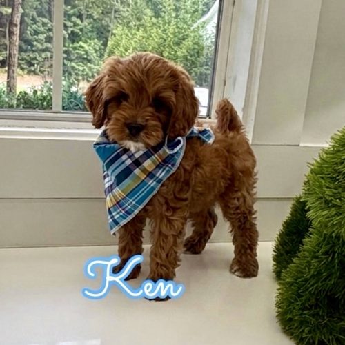 Ken - F Cavapoo Puppy - Litter --_