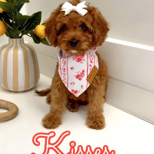 Kisses - FB Cavapoo Puppy - BPPP Litter --
