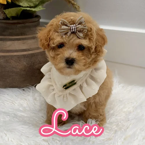 Lace - F Maltipoo Puppy - Litter --_
