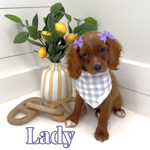 Lady - F Cavapoo - BPPP Litter --
