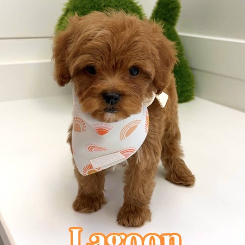 Lagoon - FBB Cavapoo Puppy - BPPP Litter --_