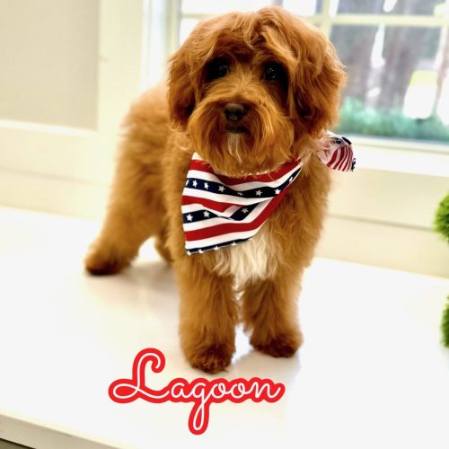 Lagoon - FBB Cavapoo Puppy - BPPP Litter --_v