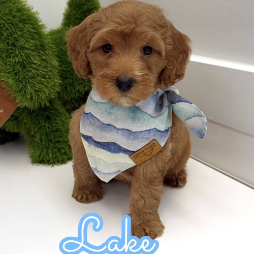 Lake - FBB Cavapoo Puppy - BPPP Litter --_