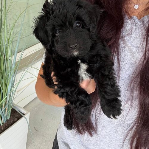 Leafy - Male Toy Micro Goldendoodle - Family Photo - Forever Home in Brooksville- KY