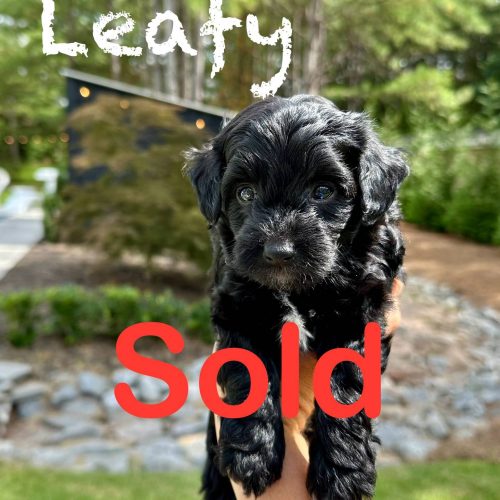 Leafy - Male Toy Micro Goldendoodle - Forever Home in Brooksville KY