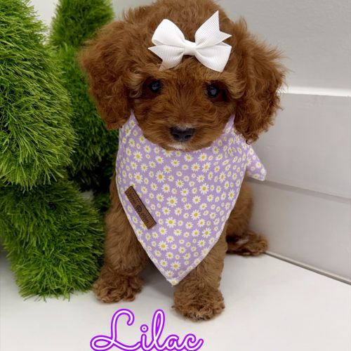 Lilac - FB Cavapoo Puppy - BPPP Litter --_