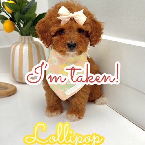 Lillipop - FB Cavapoo Puppy - BPPP Litter -- - Forever Home in Bradenton- GA