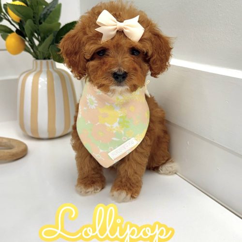 Lillipop - FB Cavapoo Puppy - BPPP Litter --